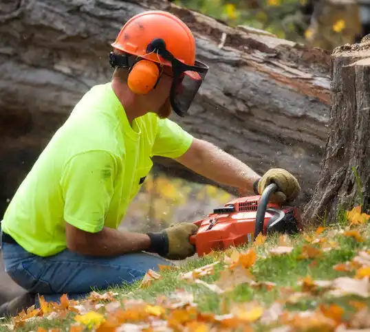 tree services Thurston